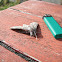 Convolvulus hawk-moth