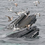 Feeding humpback whales