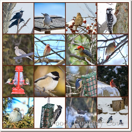 PicMonkey CollageWinter birds 