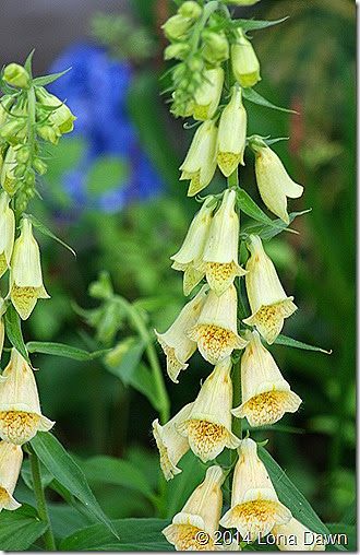 Foxglove Yellow2