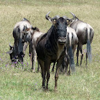 Gnus in der Serengeti © Foto: Ulrike Pârvu | Outback Africa Erlebnisreisen