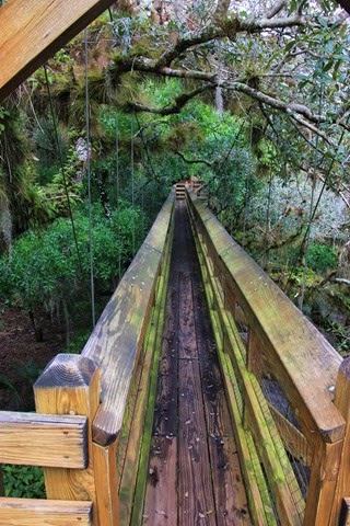 Canopy Walk Myakka 