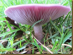 IMG_2247 purple fungus