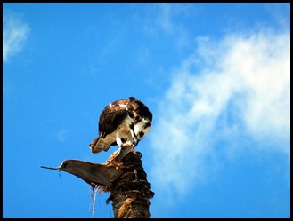 07 - Osprey a Fish Dinner