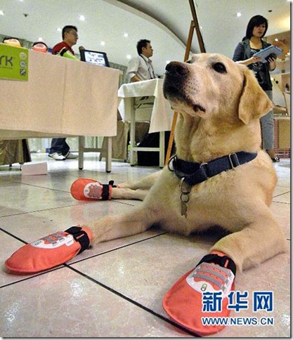 呵護導盲犬的腳 寵物氣墊鞋