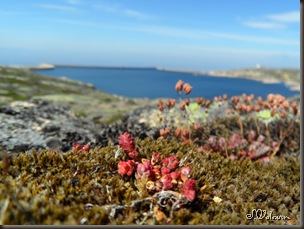 SAM_0704 SAM_0704