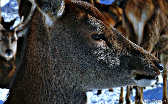 [2012_01_15%2520Wildpark%2520Aurach26%255B3%255D.jpg]