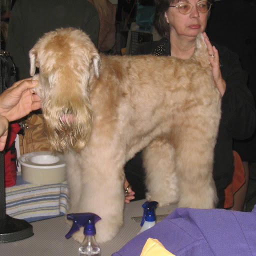 A Soft Coated Wheaten Terrier hides his eyes.