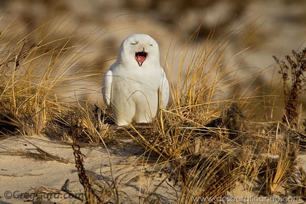 Snowy Owl Snowy Owl