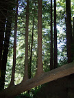 california_sequoia