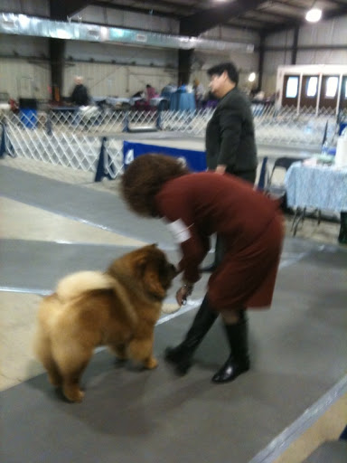 Oh, Jan, I am so sorry that I didn't win Best of Breed this time. However, I did win Select, a special ribbon that earns me points towards a Grand Championship title. Oh, Jan, I am so sorry that I didn't win Best of Breed this time. However, I did win Select, a special ribbon that earns me points towards a Grand Championship title.