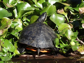 turtle1