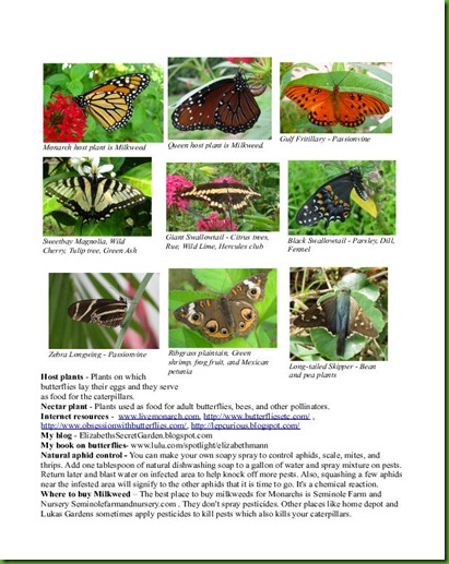 Butterfly Document Sheila