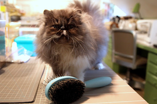 And here's a brush for our fur!  Persians are noted for having long, thick coats.  We need regular brushings to keep us looking our best.