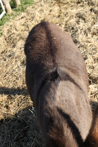 All donkeys have dorsal stripes running the length of their backs, forming a cross at the shoulders.