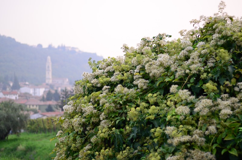 [Italian%2520Villa-44%255B3%255D.jpg]