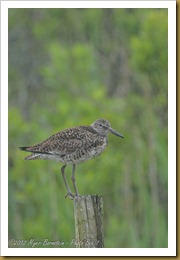 Willet Willet