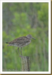 Willet