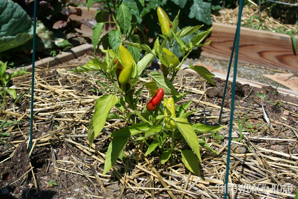 [garden%2520home%2520july%25202012%2520024%255B3%255D.jpg]