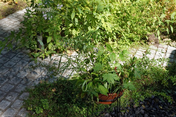 DSC03653