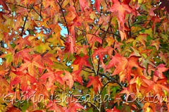 34 - Glória Ishizaka - Folhas de Outono
