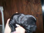 carlootta ancora mamma 002.jpg
