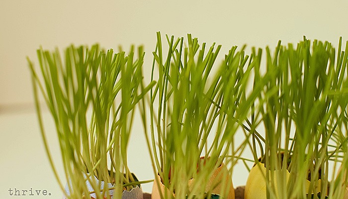 Easter Egg Wheat Grass Centerpiece from THRIVE
