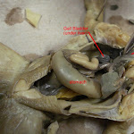 dissect08_labeled.jpg