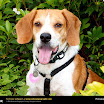 1024-beagle-24.jpg