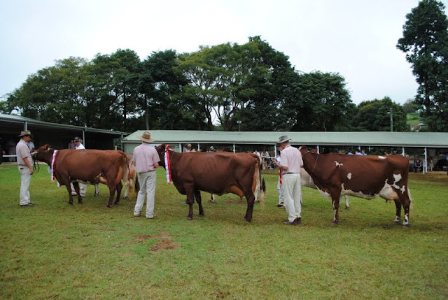 Supreme Pen of Three Cows.JPG