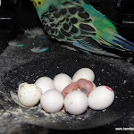 Nov 3-11 SNowy & Daisy's Baby.JPG