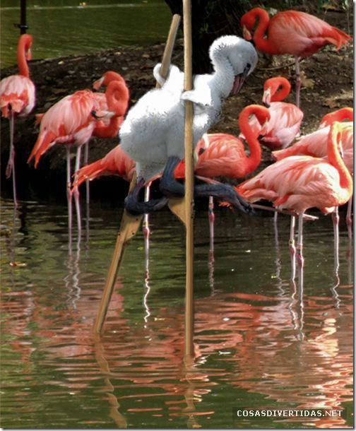 COSASDIVERTIDAS - camuflaje animal (4)