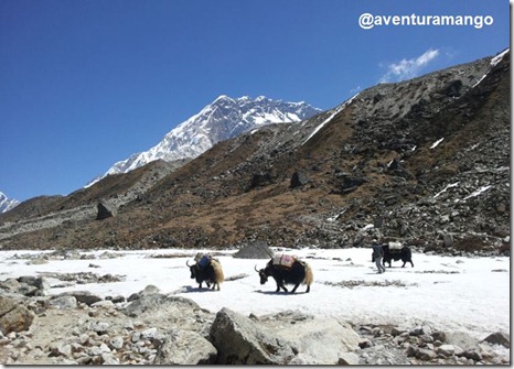 Yaks 2 Yaks 2