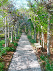 The classic allee, one of two that flank the promenade area, using beech trees for the structure.
