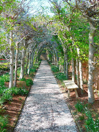 The classic allee, one of two that flank the promenade area, using beech trees for the structure.