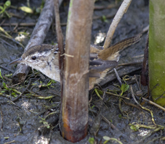 Marsh Wren Galveston