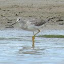Greater Yellowlegs