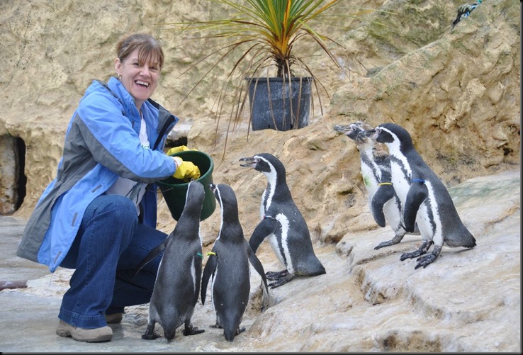 Feeding Penguins DSC_2226