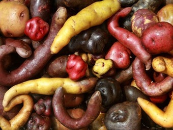 [papas%2520bio%2520peru%255B2%255D.jpg]