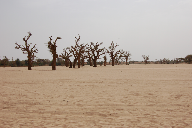 Extended drought kills trees in Darfur, Sudan, 6 Jun 2006. Forest resources in the desert and semi-desert northern states are extremely limited and in continual decline. Many areas on the northern edge of the Sahel belt in Sudan are too degraded for large-scale reforestation to be feasible. unep.ch