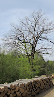 IMG_3359.JPG