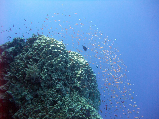 [Coralsurroundedbyantheas2.jpg]
