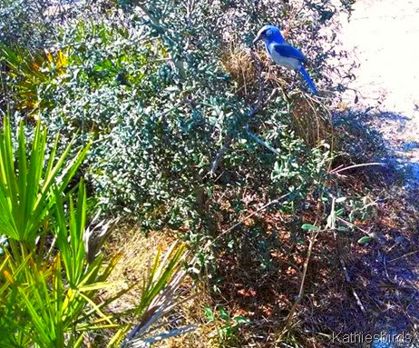 15. Florida Scrub jay cell phone pic-kab