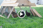 DSC 0989 Chicken Gallery