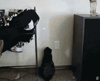 [tumblr_lju4y46lgF1qb01n4o1_400%255B5%255D.gif]