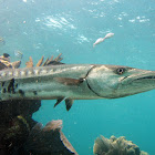 Grate Barracuda