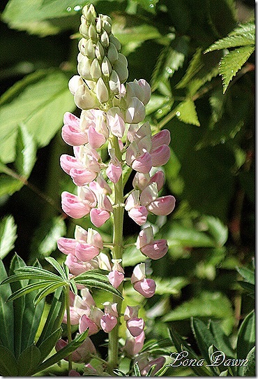 Lupine_Gallery_Pink