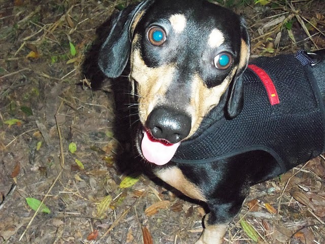 [Patas%252022%2520%2528211%2529%255B10%255D.jpg]