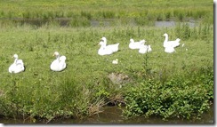 The geese guard the Gosling