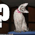 TF-Funny-Cats-Screensaver_hxks.jpg